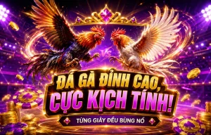Sảnh đá gà Serenabelrose hiển thị trên mobile